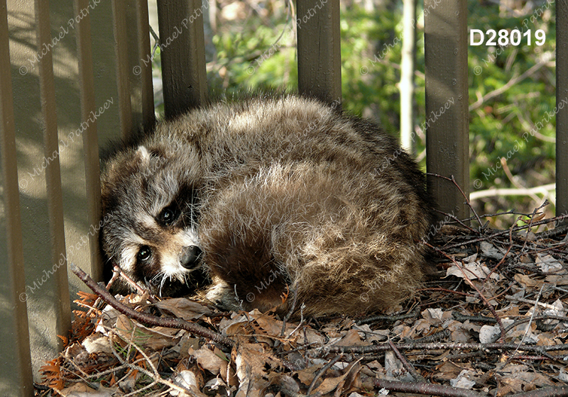 Northern Raccoon (Procyon lotor)